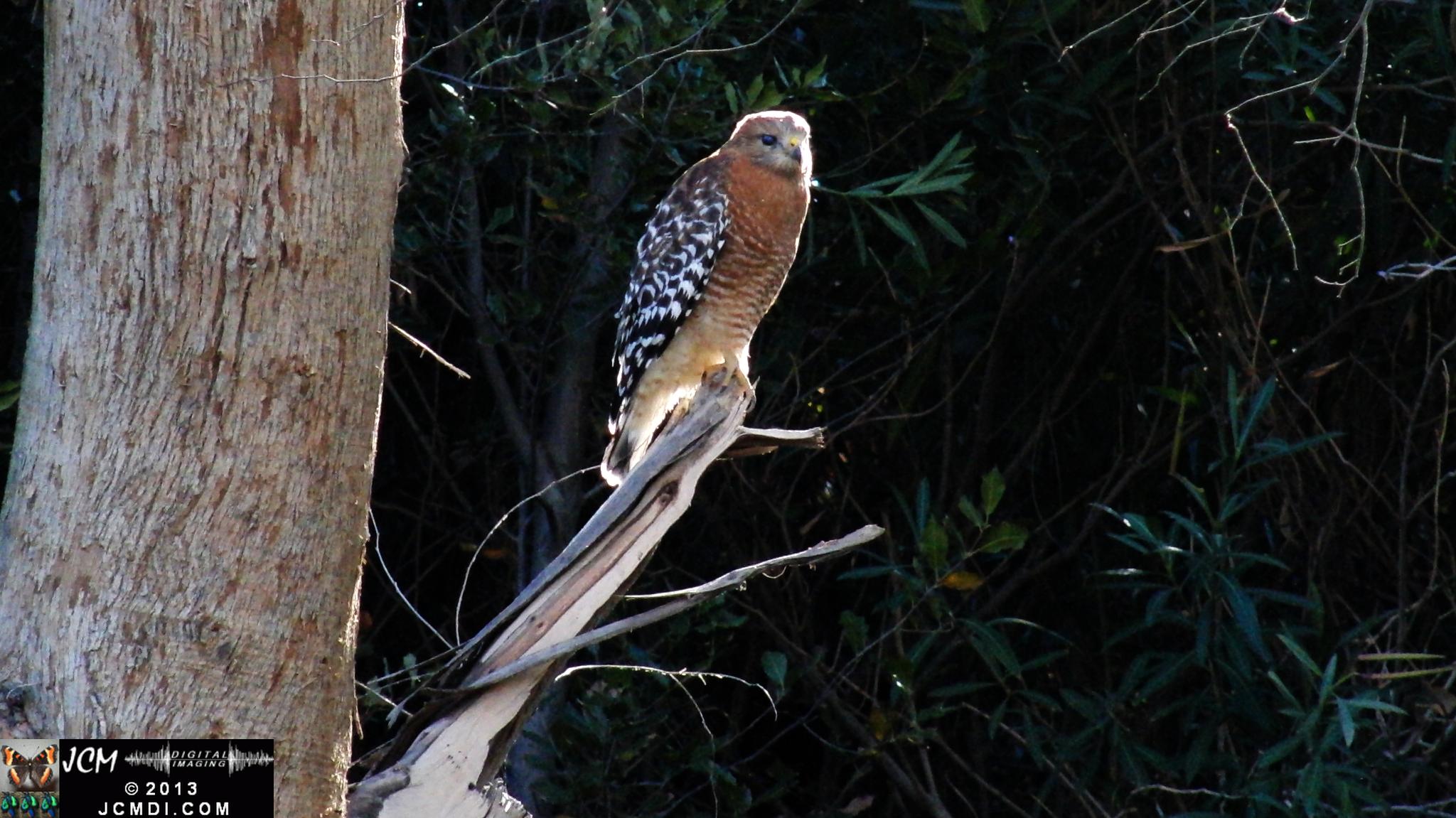 Red Shouldered Hawk